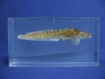 Foto Galerie/Perciformes/Cottoidei/Zoarces viviparus_01_SS.jpg